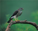 falcon