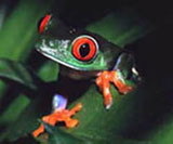 red and green frog
