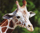 giraffe