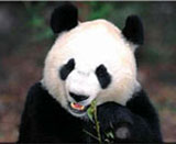 panda bear